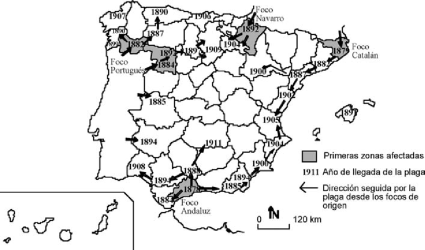 La entrada de la filoxera en España